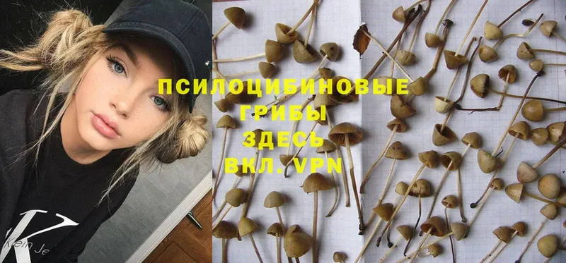 Галлюциногенные грибы Psilocybine cubensis  дарнет шоп  Плавск 